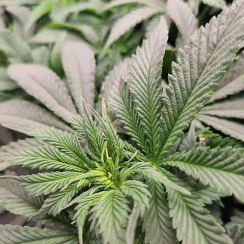 Her name's Bruciepoo growlog timeline photo