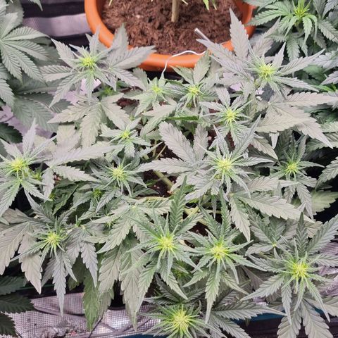 The Satino Prøject growlog timeline photo