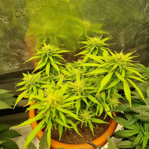 Patricia's Bitch Ass growlog timeline photo