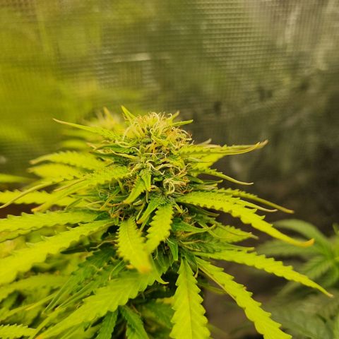 Patricia's Bitch Ass growlog timeline photo