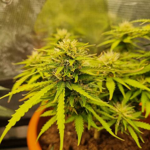 Patricia's Bitch Ass growlog timeline photo