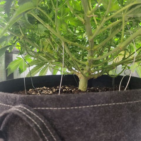 Her name's Bruciepoo growlog timeline photo