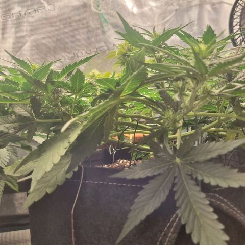 The Satino Prøject growlog timeline photo