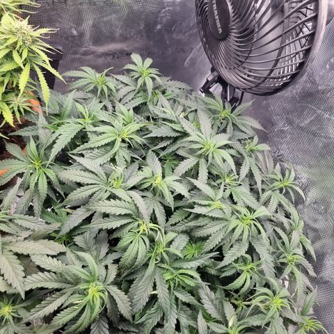 It's Brittney Biscotti Bitch growlog timeline photo