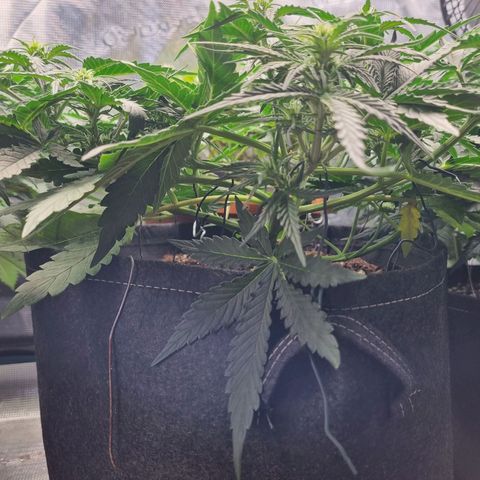 The Satino Prøject growlog timeline photo