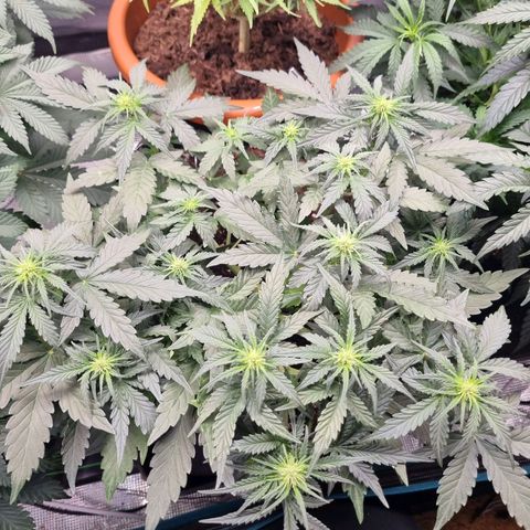 The Satino Prøject growlog timeline photo