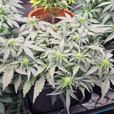 The Satino Prøject growlog timeline photo