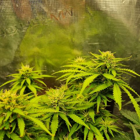 Patricia's Bitch Ass growlog timeline photo