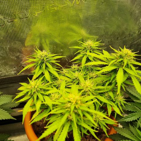 Patricia's Bitch Ass growlog timeline photo