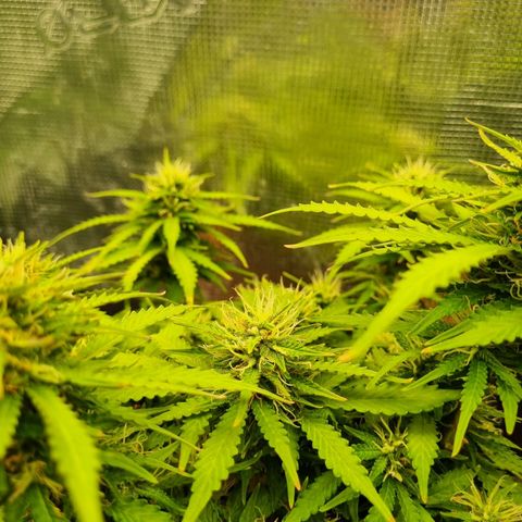 Patricia's Bitch Ass growlog timeline photo