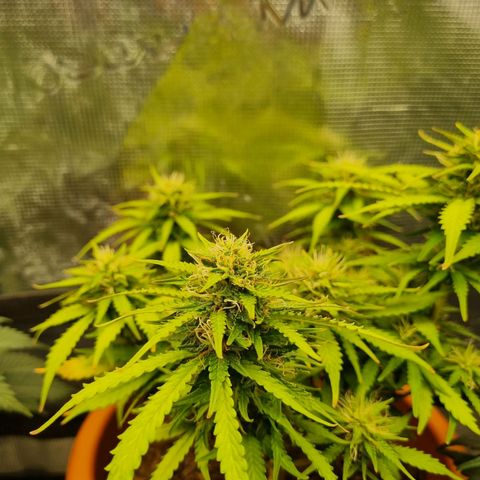 Patricia's Bitch Ass growlog timeline photo