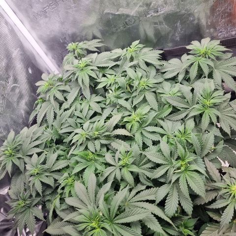 Her name's Bruciepoo growlog timeline photo
