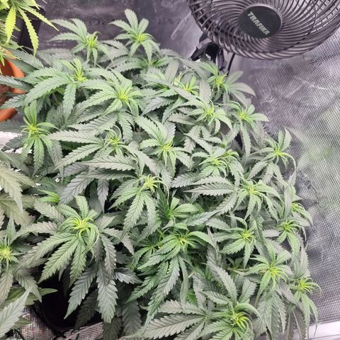 It's Brittney Biscotti Bitch growlog timeline photo