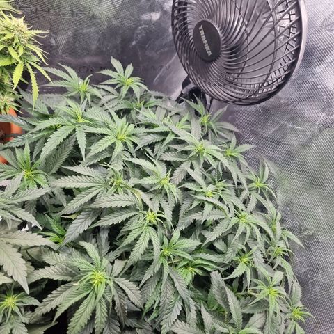 It's Brittney Biscotti Bitch growlog timeline photo