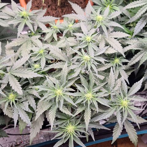 The Satino Prøject growlog timeline photo