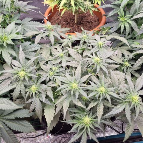 The Satino Prøject growlog timeline photo