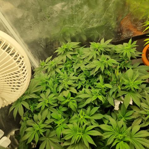 Her name's Bruciepoo growlog timeline photo