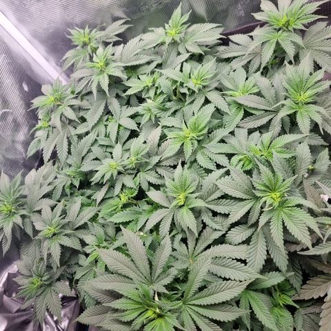 Her name's Bruciepoo growlog timeline photo
