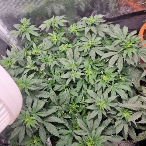 Her name's Bruciepoo growlog timeline photo