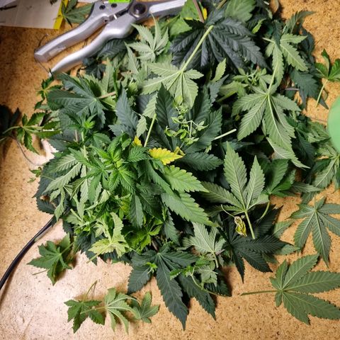 Her name's Bruciepoo growlog timeline photo