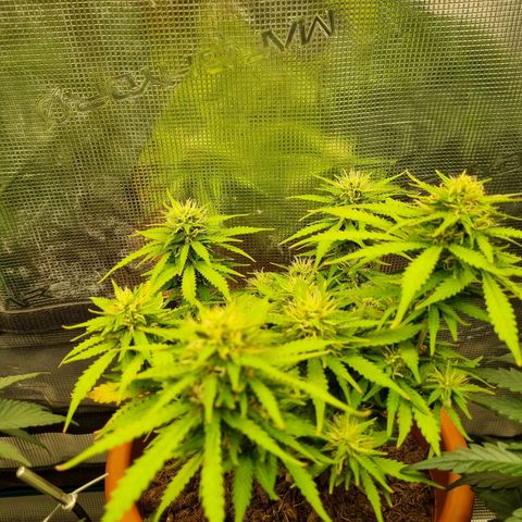 Patricia's Bitch Ass growlog timeline photo
