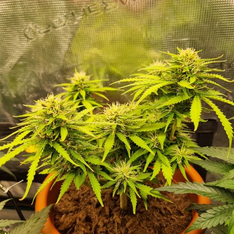 Patricia's Bitch Ass growlog timeline photo