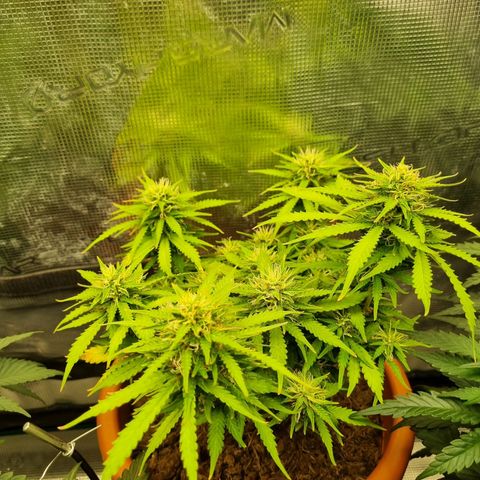 Patricia's Bitch Ass growlog timeline photo