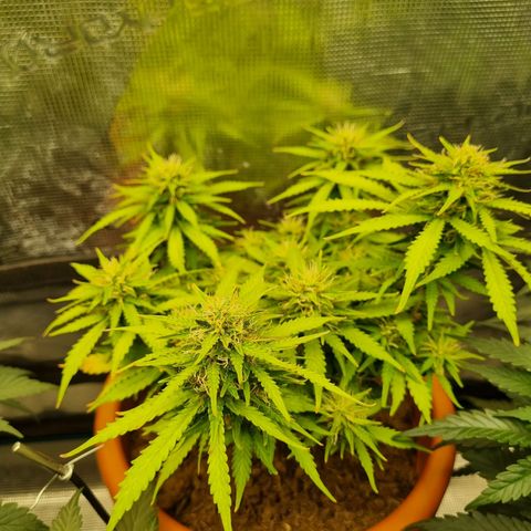 Patricia's Bitch Ass growlog timeline photo