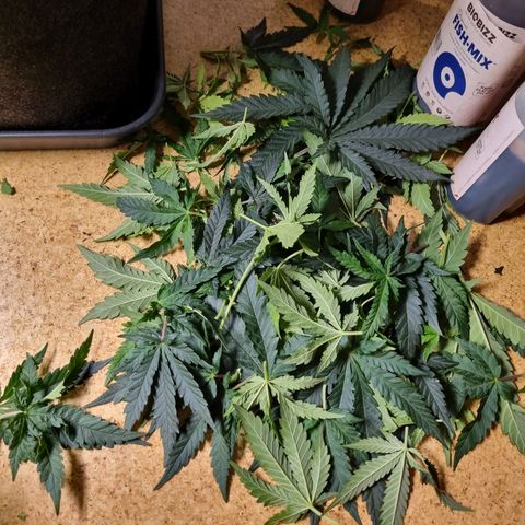 It's Brittney Biscotti Bitch growlog timeline photo