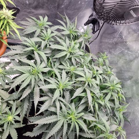 It's Brittney Biscotti Bitch growlog timeline photo