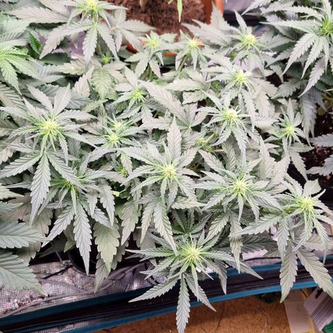 The Satino Prøject growlog timeline photo