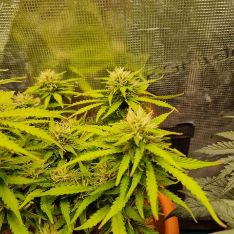 Patricia's Bitch Ass growlog timeline photo