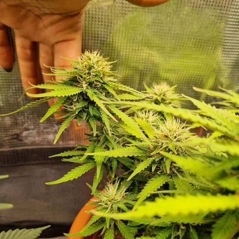 Patricia's Bitch Ass growlog timeline photo