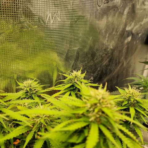 Patricia's Bitch Ass growlog timeline photo
