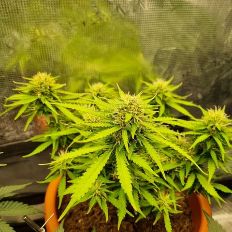 Patricia's Bitch Ass growlog timeline photo