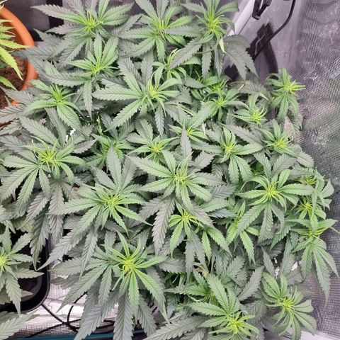 It's Brittney Biscotti Bitch growlog timeline photo