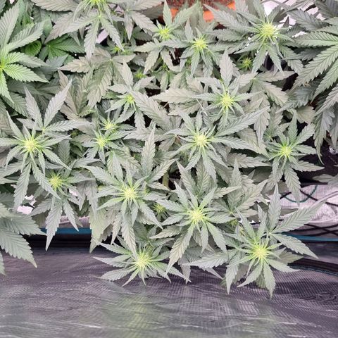 The Satino Prøject growlog timeline photo