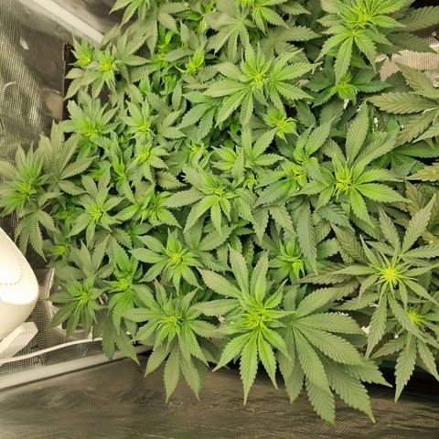 Her name's Bruciepoo growlog timeline photo