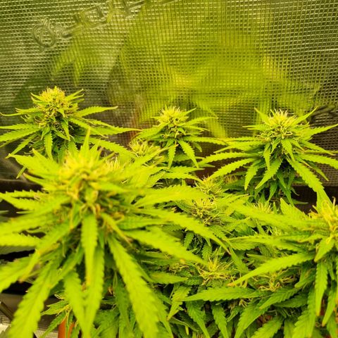Patricia's Bitch Ass growlog timeline photo