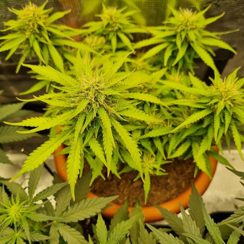 Patricia's Bitch Ass growlog timeline photo