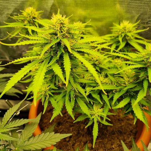 Patricia's Bitch Ass growlog timeline photo