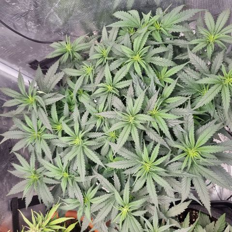 It's Brittney Biscotti Bitch growlog timeline photo