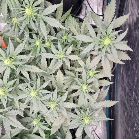 The Satino Prøject growlog timeline photo