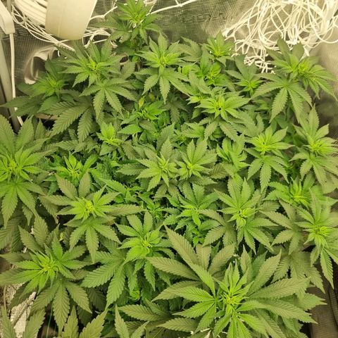 Her name's Bruciepoo growlog timeline photo