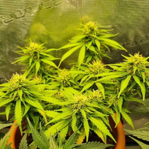 Patricia's Bitch Ass growlog timeline photo