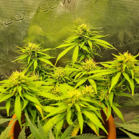 Patricia's Bitch Ass growlog timeline photo