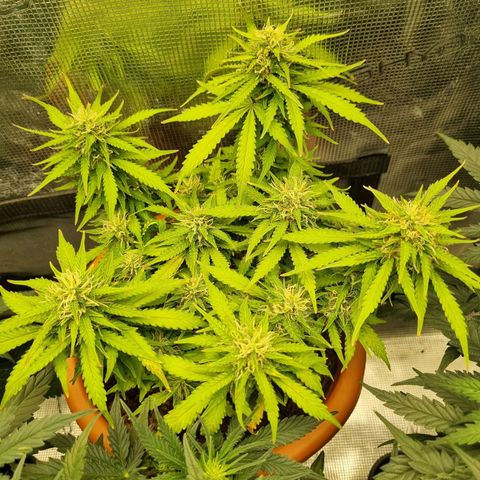 Patricia's Bitch Ass growlog timeline photo