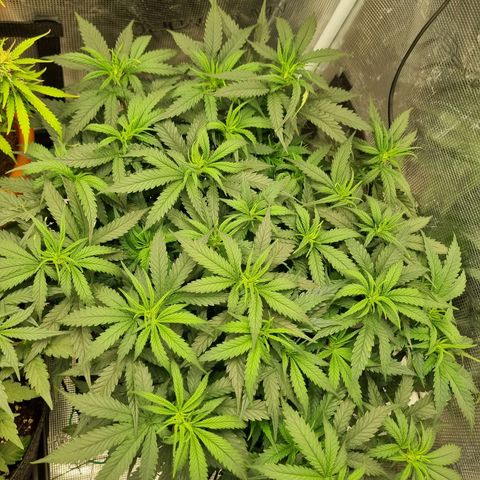 It's Brittney Biscotti Bitch growlog timeline photo