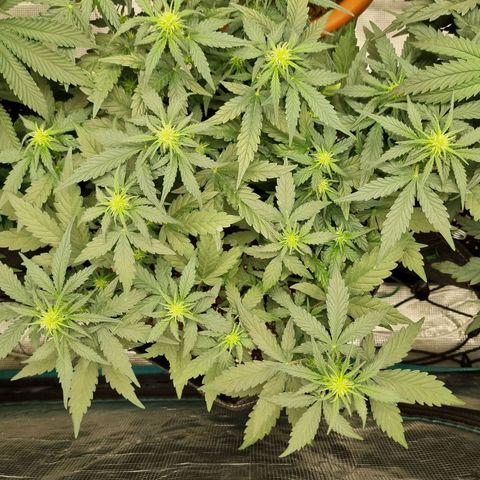 The Satino Prøject growlog timeline photo