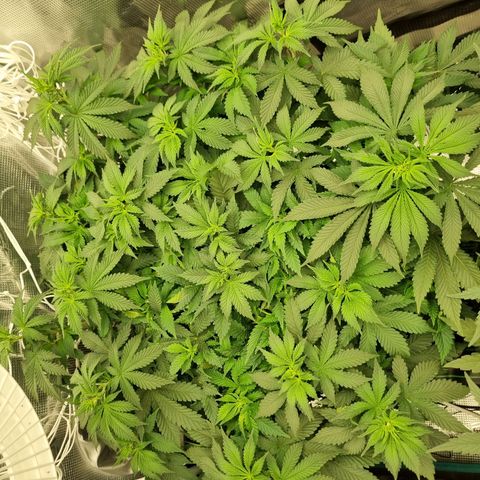 Her name's Bruciepoo growlog timeline photo